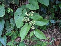 Cissus verticillata