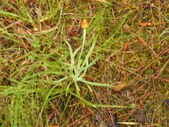Leucochrysum albicans albicans