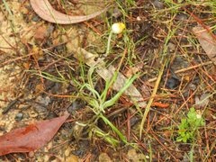 Leucochrysum albicans albicans