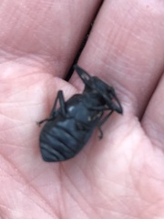 Iphthiminus serratus