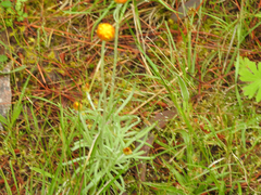 Leucochrysum albicans albicans