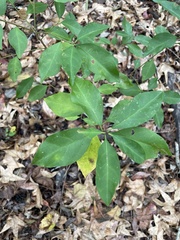 Ditrysinia fruticosa