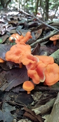 Cantharellus coccolobae