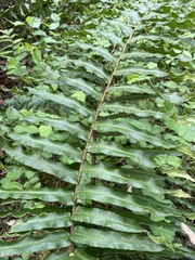 Blechnum chilense