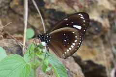 Euploea lewinii