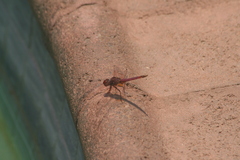 Trithemis annulata