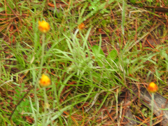 Leucochrysum albicans albicans