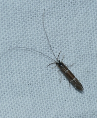 Athripsodes albifrons