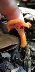 Cantharellus coccolobae