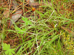Leucochrysum albicans albicans
