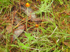 Leucochrysum albicans albicans