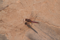 Trithemis annulata