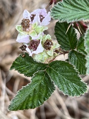 Rubus rigidus