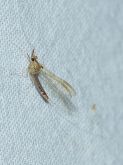 Cloeon dipterum