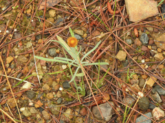 Leucochrysum albicans albicans