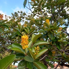 Byrsonima crassifolia