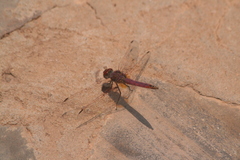 Trithemis annulata