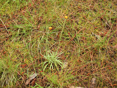 Leucochrysum albicans albicans