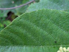 Cissus verticillata