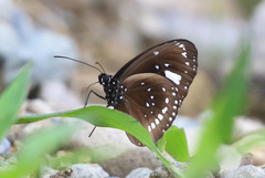 Euploea lewinii