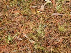 Leucochrysum albicans albicans