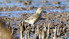 Pachycephala lanioides