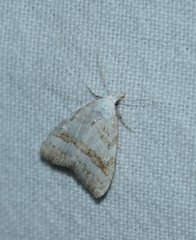 Nola aerugula