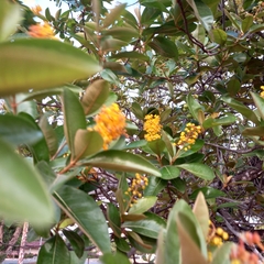 Byrsonima crassifolia