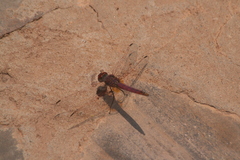 Trithemis annulata
