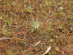 Leucochrysum albicans albicans