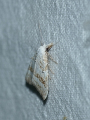 Nola aerugula
