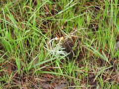 Leucochrysum albicans albicans