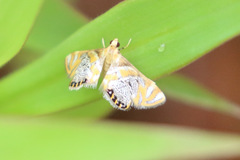 Nymphicula