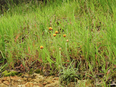 Leucochrysum albicans albicans