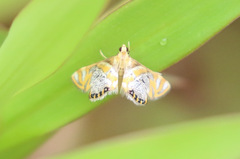 Nymphicula