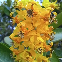 Byrsonima crassifolia