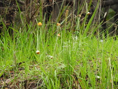Leucochrysum albicans albicans