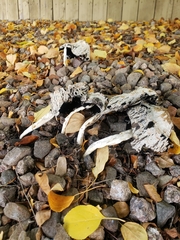 Coprinus comatus