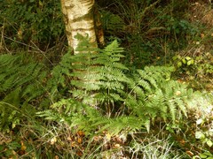 Dryopteris dilatata