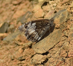 Hipparchia fagi