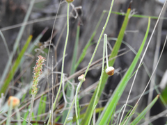 Leucochrysum albicans albicans