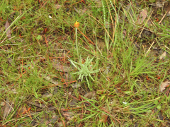 Leucochrysum albicans albicans