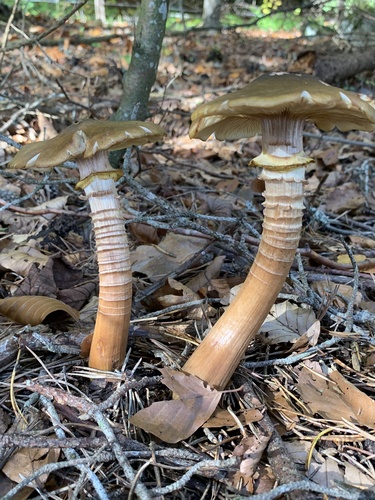 Armillaria mellea — (c) MichellePrice_CJBG, some rights reserved (CC BY)