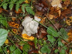 Helvella