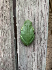 Hyla meridionalis