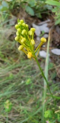 Platanthera ciliaris