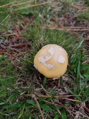Amanita