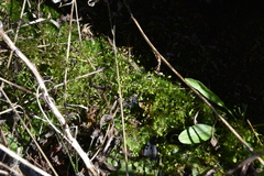 Funaria hygrometrica