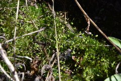 Funaria hygrometrica