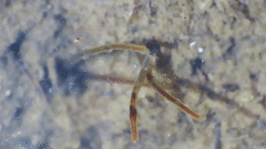 Naididae